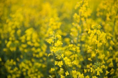 blooming canola in the fieldの写真素材