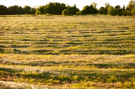 hay in the meadow waiting for harvestの写真素材