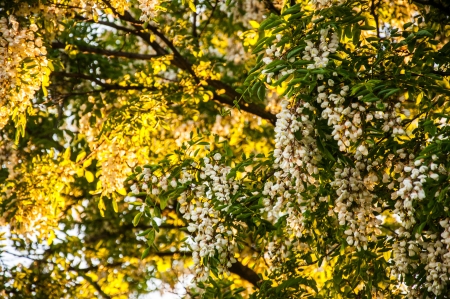 Acacia tree flowering in Juneの写真素材