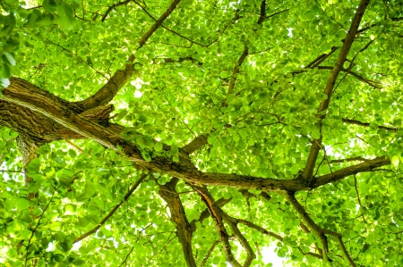 an image of young tree in springの写真素材