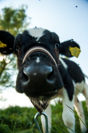 calves in the meadow race hfの写真素材