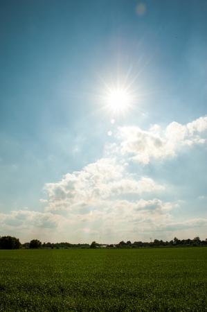 corn growing in a field in springの写真素材