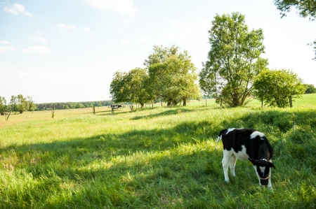 calves in the meadow race の写真素材