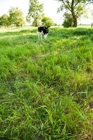 calves in the meadow   の写真素材