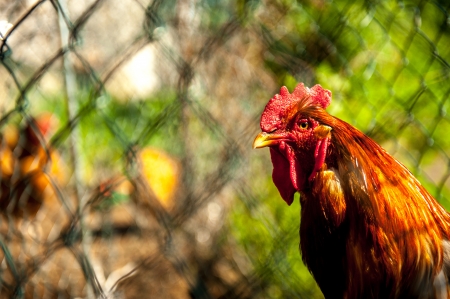 An image of free-range chickensの写真素材
