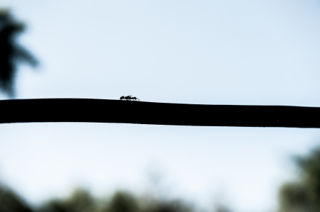 ants reaching the black linesの写真素材