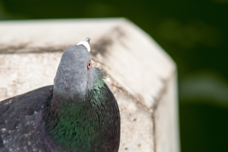urban pigeon eating bread scattered with touristsの写真素材