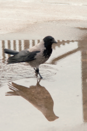 urban pigeon eating bread scattered with touristsの写真素材