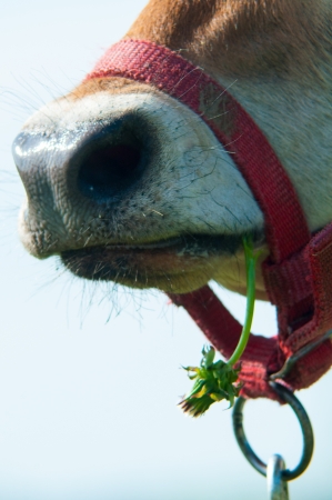 Jersey cow grazes in a meadowの写真素材