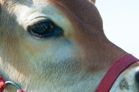 Jersey cow grazes in a meadow