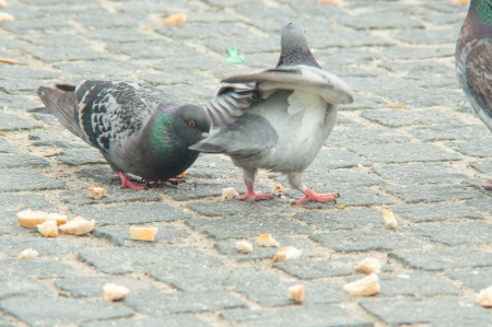 urban pigeon eating bread scattered with touristsの写真素材