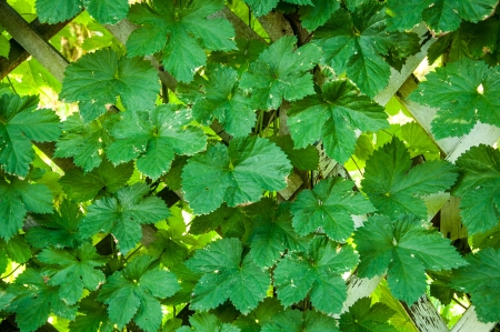 an image of wild flowers in spring