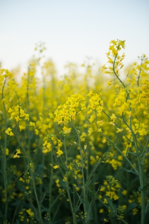blooming canola in the fieldの写真素材