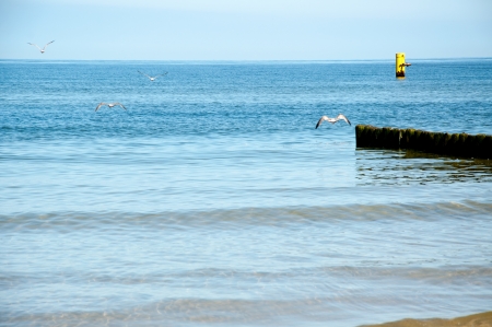seagull standing on the sea shoreの写真素材