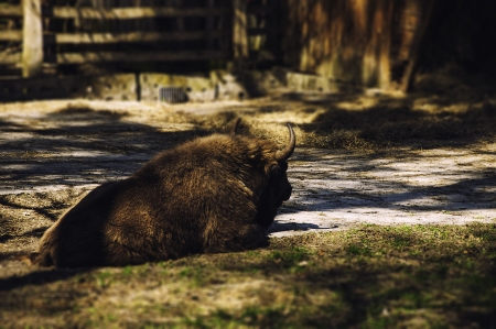 bison lounging in National Wolinski Park in Polandの写真素材
