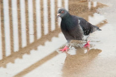 Pigeon in Miedzyzdroje looking for foodの写真素材