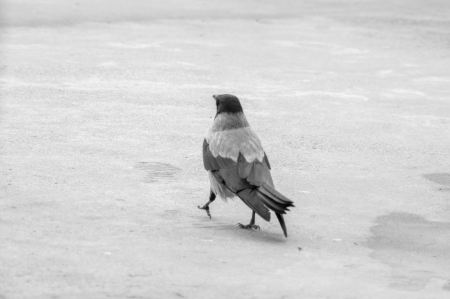 urban pigeon eating bread scattered with tourists