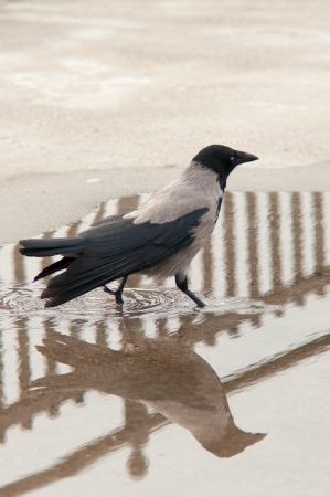 urban pigeon eating bread scattered with touristsの写真素材