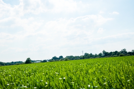corn growing in a field in springの写真素材