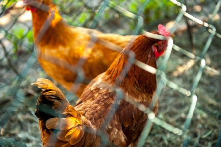 An image of free-range chickensの写真素材