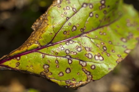 an image of sick leaves of beetrootの写真素材