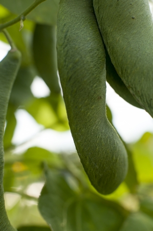 an image of green bean leaves close-upの写真素材