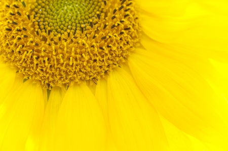 an image of flowering sunflowerの写真素材