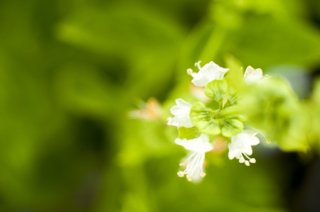 an image of spices and herbs close-upの写真素材
