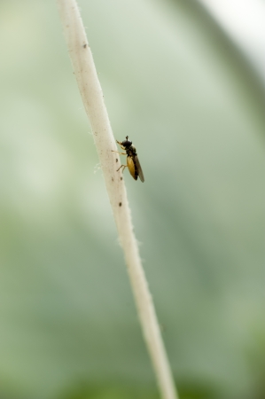 an image of Close-up of a fly