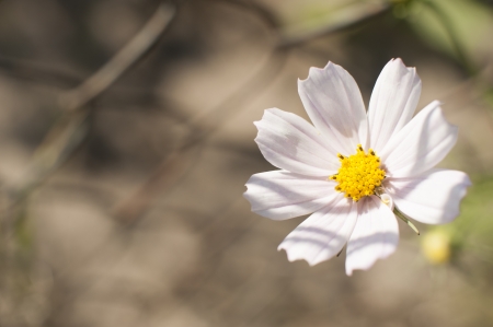 an image of wild flowers in the meadowの写真素材