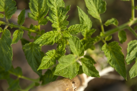 an image of tomato plantの写真素材