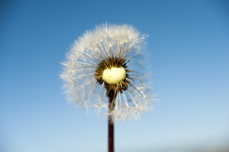 an image of wild flowers in the meadowの写真素材