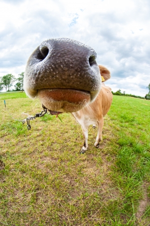 Jersey cows graze in the meadowの写真素材
