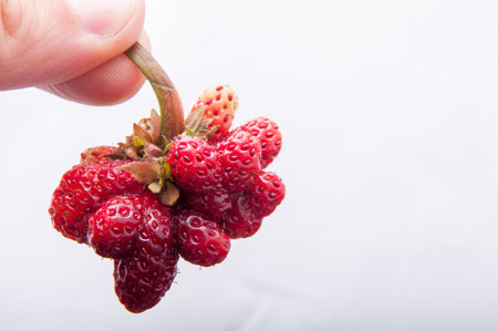 An image of genetic modified strawberryの写真素材