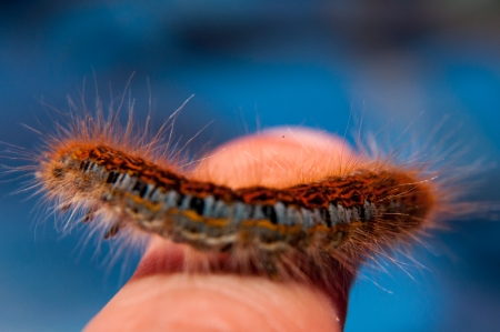 Low angle view of catepillar worm moving on green grassの写真素材