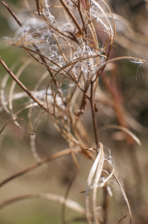 an image of spices and herbs close-up