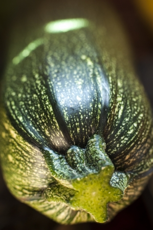 an image of zucchini close-upの写真素材