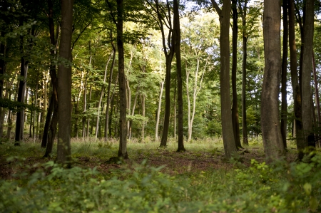 an image of forest pathwayの写真素材