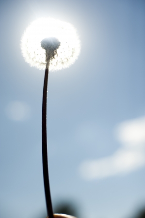 an image of wild flowers in the meadowの写真素材