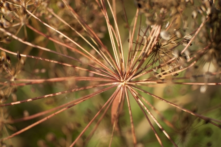 an image of spices and herbs close-up