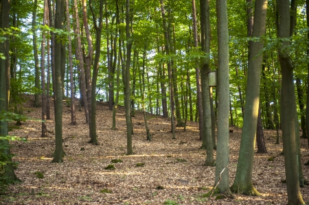 an image of forest pathwayの写真素材