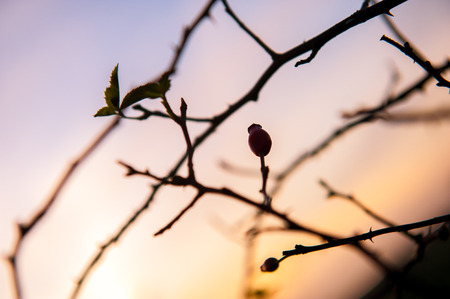 An image of Beautiful autumn yellow leavesの写真素材