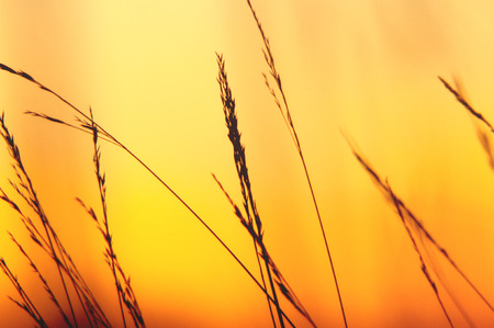 An image of grass silhouette at sunsetの写真素材