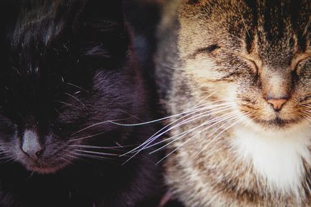 An image of a beautiful black cat at home.の写真素材