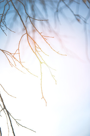 An image of Beautiful autumn yellow leavesの写真素材