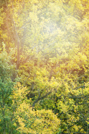 an image of green leaf backgroundの写真素材