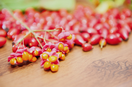 An image of rose hipの写真素材