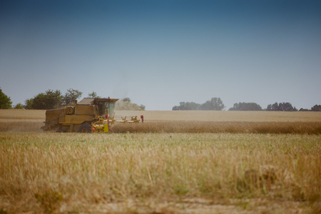 Combine harvesting the rape field at summerの写真素材