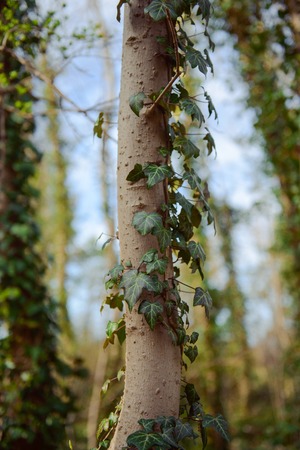 tree covered with ivy on sunny dayの写真素材