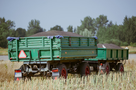 black small rapeseed on a trailer freshly harvestedの写真素材